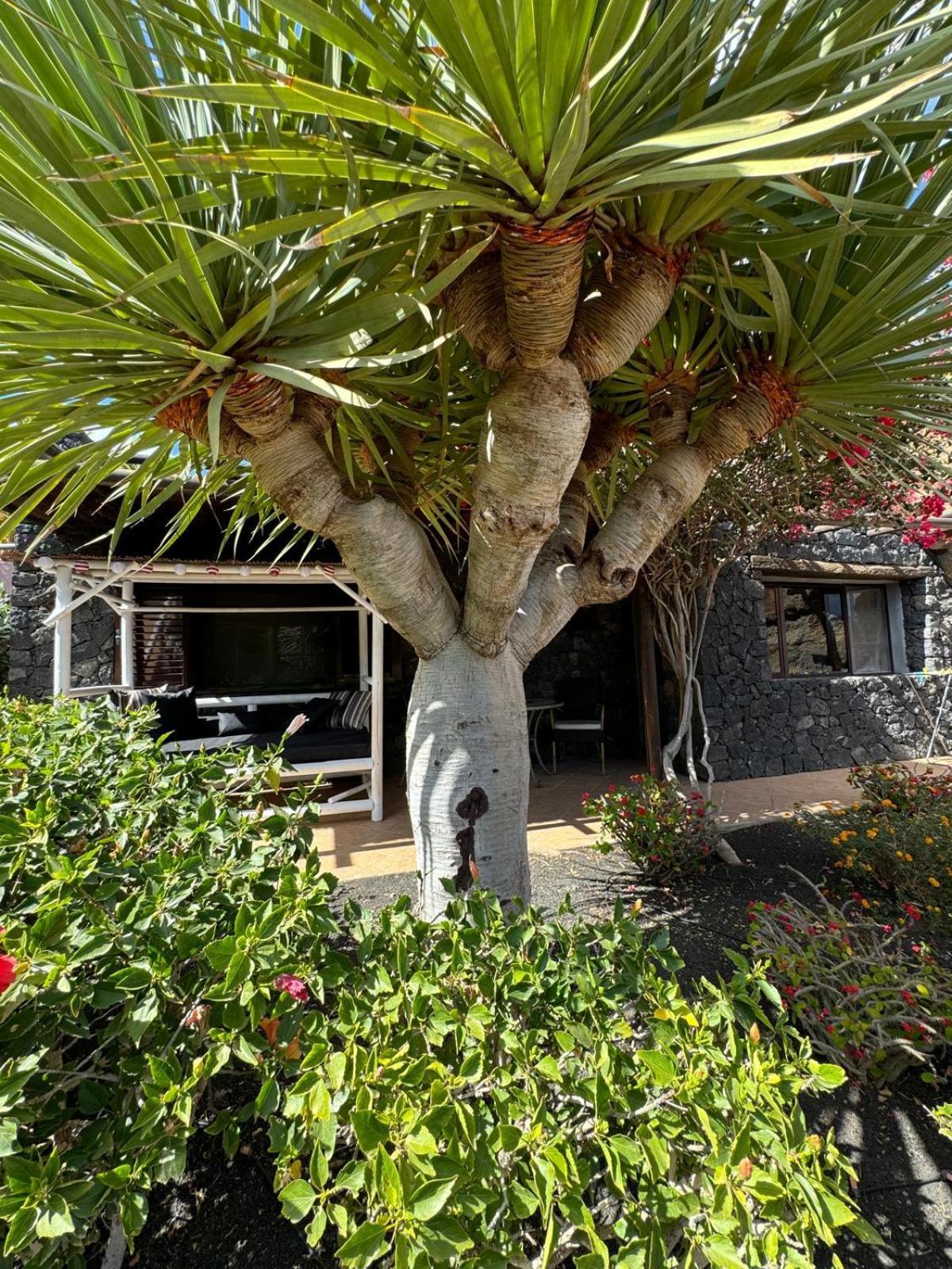 Hébergement de vacances Castillo Lanzarote Bailey - Luxury - Pet Friendly With Heated Pool *